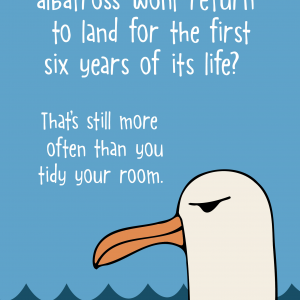 Albatross Birthday
