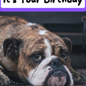 Smile.. It's Your Birthday - Dog