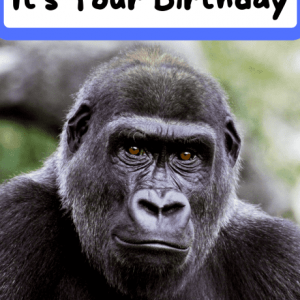 Smile.. It's Your Birthday - Gorilla
