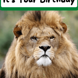 Smile.. It's Your Birthday - Lion