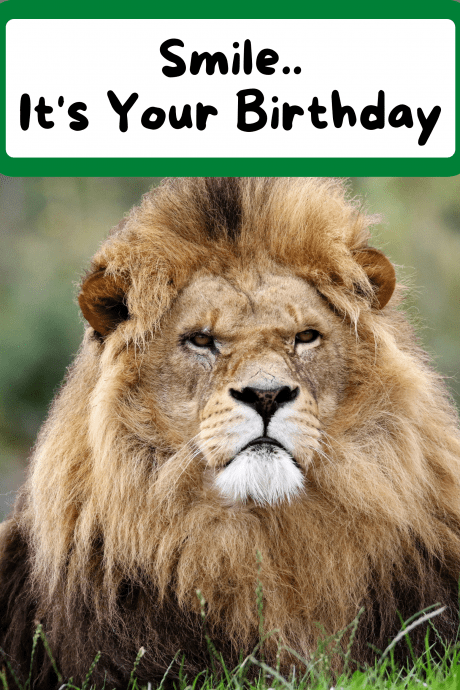 Smile.. It's Your Birthday - Lion