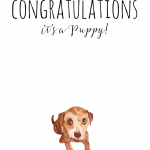 Congratulations it's a puppy
