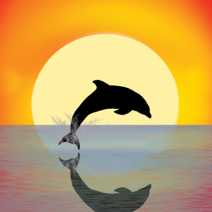 Dolphin Sunset Thank You Card